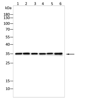 BSP II Rabbit Polyclonal Antibody