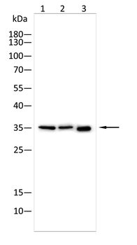 BSP II Rabbit Polyclonal Antibody