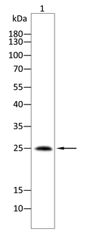 AVP Antibody