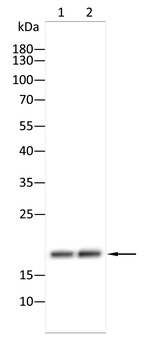 LAMTOR1 Antibody