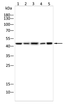 Sp7/Osterix Rabbit Polyclonal Antibody