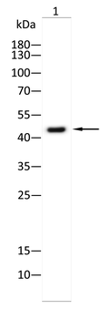 Sp7/Osterix Rabbit Polyclonal Antibody