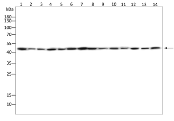 Sp7/Osterix Rabbit Polyclonal Antibody