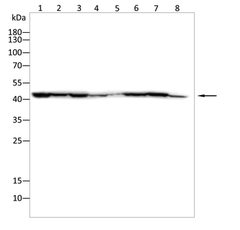 Sp7/Osterix Rabbit Polyclonal Antibody