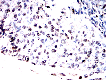 ARNTL2 Rabbit Polyclonal Antibody