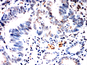 ARNTL2 Rabbit Polyclonal Antibody