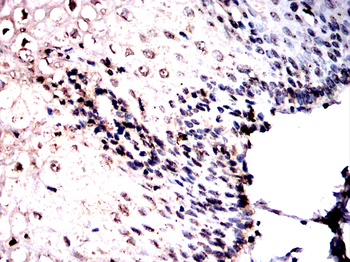 ARNTL2 Rabbit Polyclonal Antibody
