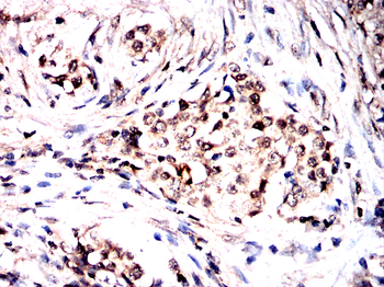 ARNTL2 Rabbit Polyclonal Antibody