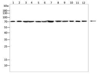 ARNTL2 Rabbit Polyclonal Antibody