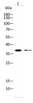 MAFA Antibody