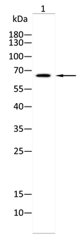ATP6V1A Antibody
