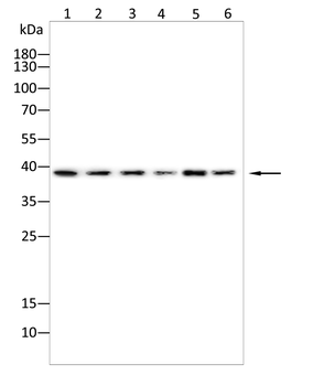 Nudel Rabbit Polyclonal Antibody