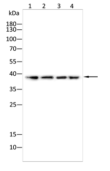 Nudel Rabbit Polyclonal Antibody