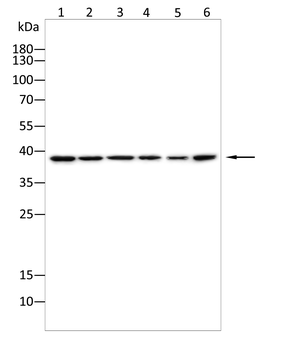 Nudel Rabbit Polyclonal Antibody