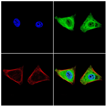 TMEM163 Rabbit Polyclonal Antibody