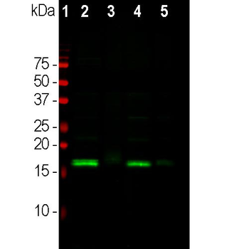 alpha Synuclein Antibody