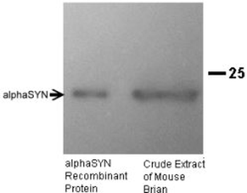 alpha Synuclein Antibody