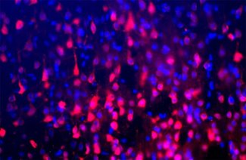 FOX3/NeuN Antibody