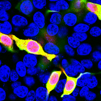 mCherry-Rabbit Antibody