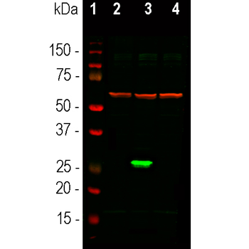 Green Fluorescent Protein Antibody