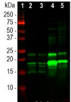 Myelin Basic Protein (MBP) Antibody