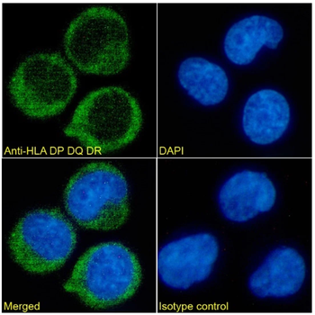 HLA DP DQ DR Mouse Monoclonal Antibody