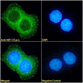 HEF1/NEDD-9 Monoclonal Antibody