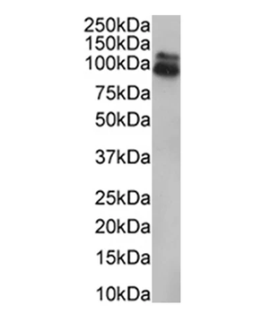 HEF1/NEDD-9 Monoclonal Antibody