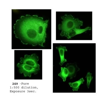 HEF1/NEDD-9 Monoclonal Antibody