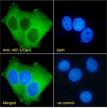 HEF1/NEDD-9 Monoclonal Antibody