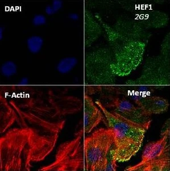HEF1/NEDD-9 Monoclonal Antibody