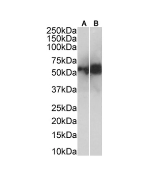 FTCD/58K-Golgi Protein Monoclonal Antibody