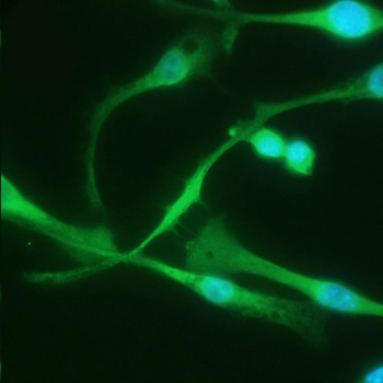 F4/80 Antibody (HRP)