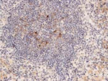 F4/80 Antibody (HRP)