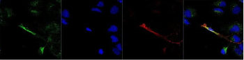 F4/80 Antibody (HRP)