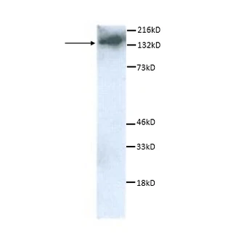 F4/80 Antibody (HRP)