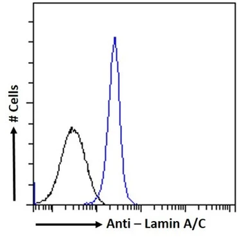 Lamin A+C Antibody (HRP)