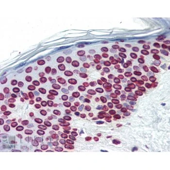 Lamin A+C Antibody (HRP)