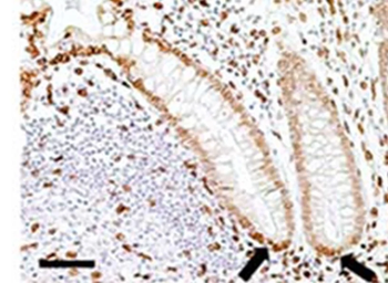 Lamin A+C Antibody (HRP)