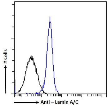 Lamin A+C Antibody (HRP)