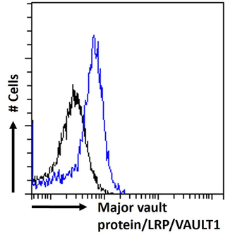 Major Vault Protein [1032], Rabbit IgG, Kappa Recombinant Monoclonal Antibody