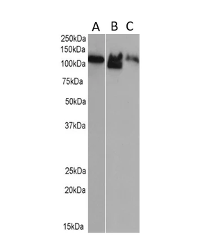Major Vault Protein [1032], Mouse IgG1, Kappa Recombinant Monoclonal Antibody