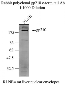gp210 Antibody