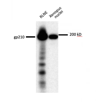 gp210 Antibody