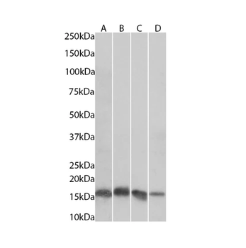 Histone H3 (tri methyl K9) Monoclonal Antibody