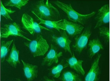 Nestin (Neural Stem Cell Marker) Mouse Monoclonal Antibody