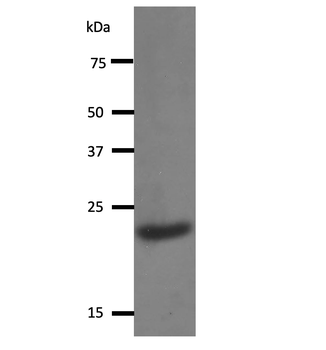 Y14 Monoclonal Antibody