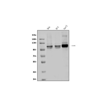 Aryl hydrocarbon Receptor/AHR Rabbit Polyclonal Antibody