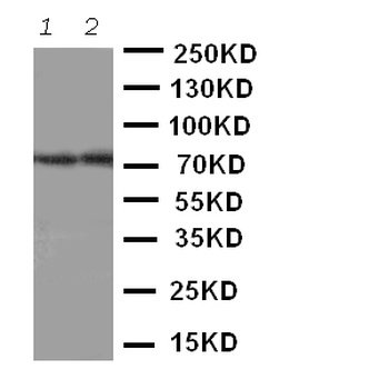 ABCG4 Rabbit Polyclonal Antibody