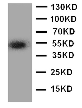 Angiopoietin-related protein 3 ANGPTL3 Rabbit Polyclonal Antibody